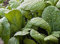Mustard Seed Verdi, Florida latifoglie, Heirloom, biologica, non OGM, 25+ Semi,
