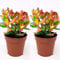 2 x Crassula Ovata - Money Penny Plant in 12cm Pots