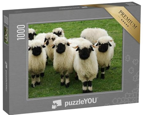 puzzleYOU: Puzzle 1000 Teile „Eine Herde von weißen Schafen mit schwarzen Köpfen, Walliser Schwarznase“ – aus der Puzzle-Kollektion Schafe & Lämmer, Bauernhof-Tiere