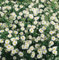 Aster ericoides 'Herbstmyrthe' ca. 9x9 cm Topf - Heideaster, weiße Blüten, Blütezeit September-November, ideal für Rabatten, bienenfreundlich, pflegeleicht