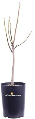 Pianta da Frutto Nana Albero Nano da frutto pianta nana da coltivare in vaso su terrazzo o balcone età 3 anni ottima fruttificazione pianta vera venduta da eGarden.store (Fico)