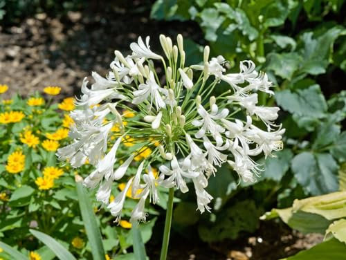 Agapanthus africanus 'Albus' ca. 9x9 cm Topf - Afrikanische Schmucklilie, weiße Blüten, Blütezeit Juli-August, ideal für Kübel, pflegeleicht und winterhart