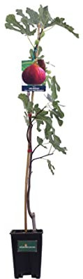 Pianta di Fico Albero di Fico pianta da esterno Albero di fico diverse varietà 2 anni Albero di Fiorone pianta da frutta da mangiare pianta vera in vaso venduta da eGarden.store (Melanzana)