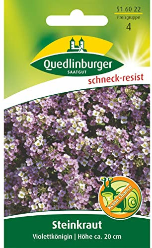 Steinkraut, Violettkönigin