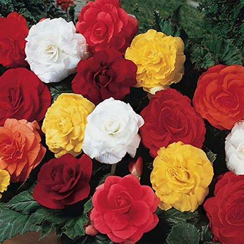 Begonia Mixed – Gorgeous Blooms of Vibrant Colours – Summer Flowering Bulbs – Perennial – for Your Beautiful Garden (3X Double)