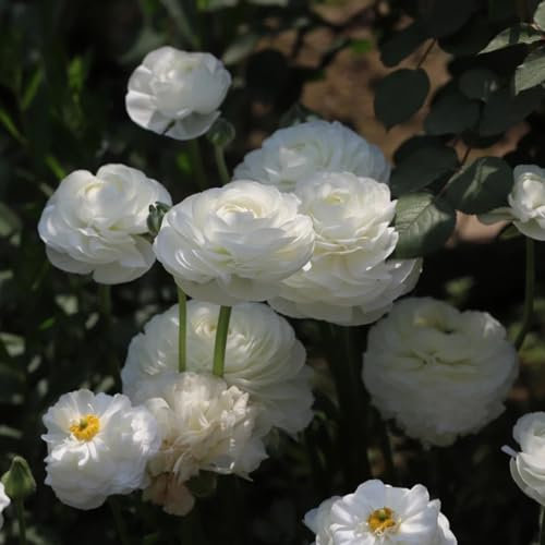 8 Pcs Ranunkeln Zwiebeln Winterhart - Ranunculus Japonicus - Bodendecker Winterhart Mehrjährig, Blumenwiese Butterblumen Blumenzwiebeln, Ranunkeln Pflanzen Knollen, Nachhaltige Geschenke,