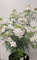 winterharte Orangenblume Choisya Aztec Pearl 30-40 cm hoch im 3 Liter Pflanzcontainer