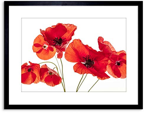 Wee Blue Coo PHOTO NATURE FLOWER POPPY HEADS RED PETALS FRAMED PRINT F97X5428