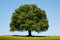 adrium AluVerbund-Bild 80 x 60 cm: Eiche(42159296)