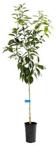 Naranjo Natural Citrus sinensis Árbol Frutal para tu Jardín