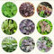 30 piezas semillas de shiso hierbas verdes plantas exóticas Perilla frutescens, regalo de jardín de plantas vegetales Plantar hierbas, plantas resistentes para el jardín. plantas