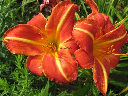 Staudenkulturen Wauschkuhn Hemerocallis Hybr. 'Norten-Orange' - Taglilie - Staude im 11cm Topf