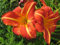 Staudenkulturen Wauschkuhn Hemerocallis Hybr. 'Norten-Orange' - Taglilie - Staude im 11cm Topf