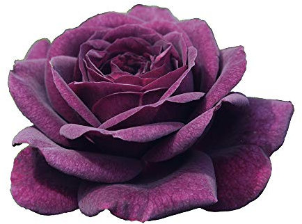 Purple Eden®, rosaio vivo Rose Barni®, rosa viola scuro, pianta cespugliosa e compatta, profumata, adatta alla coltivazione in vaso, resistente ai parassiti, rifiorente fino autunno cod.72082