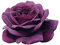 Purple Eden®, rosaio vivo Rose Barni®, rosa viola scuro, pianta cespugliosa e compatta, profumata, adatta alla coltivazione in vaso, resistente ai parassiti, rifiorente fino autunno cod.72082