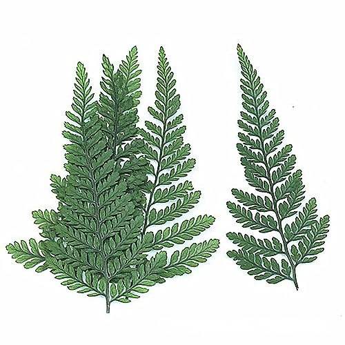 Exqufood 60 Stück Getrockneter Grüner Farn, Herbarium, Grüner, Getrockneter Grüner Farn für DIY-Schmuck, Postkarte, Einladungskarte, Handyhülle, Pennisetum-Blätter