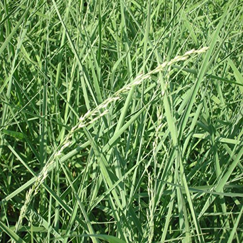 Blumixx Stauden Ammophila breviligulata hort. - Blauer Strandhafer silbergrau