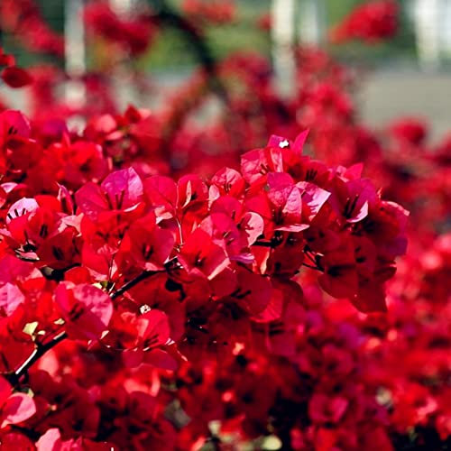 Haloppe 20 Stücke Rote Bougainvillea Blumen Pflanzen Samen für Hausgarten Pflanzen, Rote Bougainvillea Blumensamen Zierpflanze Garten Hof Dekoration Saatgut