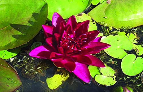 Lincolnshire Pond Plants Ltd - Burgundy Princess Water Lily - Live Water Plant Aquatic Pond Lake Marginal - Potted