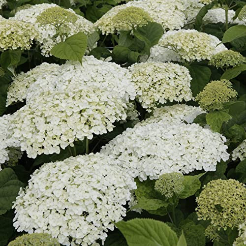 Hydrangea arborescens Plant 'Strong Annabelle' 'Abetwo' Sevenbark Deciduous Hardy Shrub Easy to Grow Garden Flowers 1 x 10 Litre Potted Plants by Thompson and Morgan