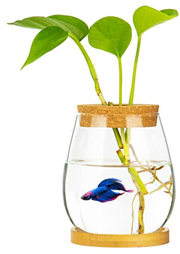 Desktop Fish Bowl Clear Glass Small Fish Tank with Wood Lid and Bamboo Stand for Betta Fish Plants Terrarium Home Office Decoration Gifts