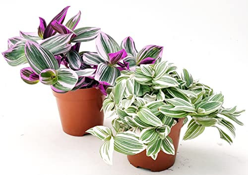 POWERS TO FLOWERS - TRADESCANTIA SWEETNESS e NANOUK, VASO 12CM, pianta vera
