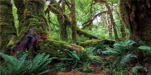 MIRRORANG 120x50cm Tropischer Wald Terrarium Hintergrund Grün Riesiger Baum Reptil Lebensraum Hintergrund Regenwald Aquarium Hintergrund Vinyl Hintergrund