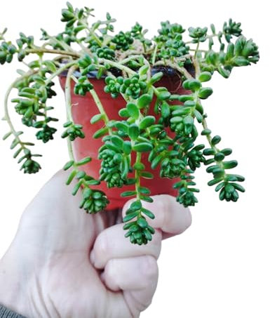 Sedum album murale pianta grassa pendente giardino roccioso crassula