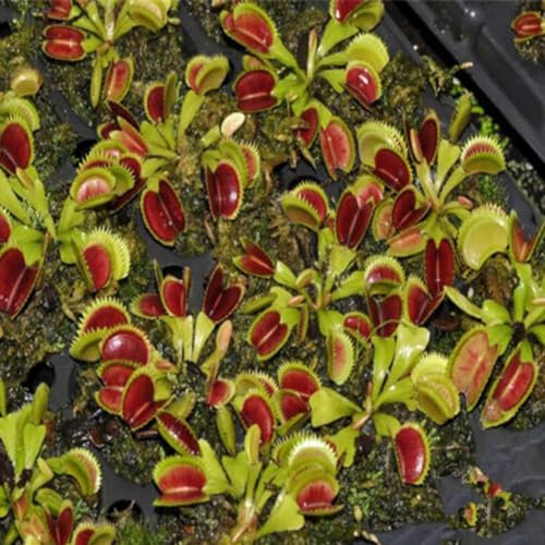40 Pz Dionaea Muscipula Semi Acchiappamosche Pianta Carnivora Tavolo Bonsai Decor Semi di Giardinaggio per Piantare Ora Semi di Dionea Muscipula