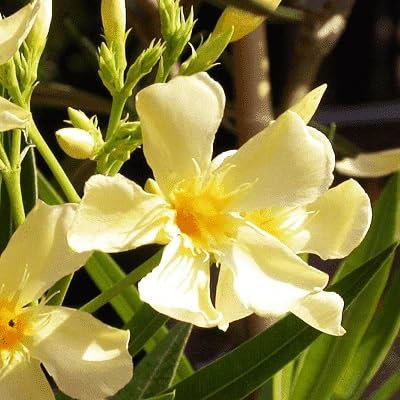 100pcs Fresh Yellow Oleander Flower Seeds