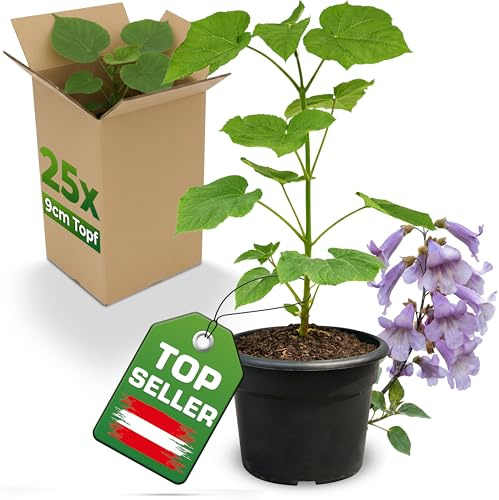25x Blauglockenbaum Paulownia Shandong im 9cm Topf – schnellwachsender Kiribaum mit blauvioletten Glockenblüten – winterhart bis ca. -15 °C/-20 °C – Zier- & Schattenbaum – als Wertholzbaum geeignet