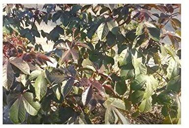Pcs - 5x Jatropha Gossypiifolia Baumwollblättrige Jardin Plantes - Graines ID1389 - Seeds & Plants Shop by Ipsa