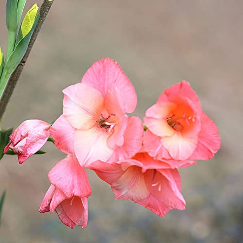 Gladiolen Zwiebeln Blumenzwiebeln FrüHblüHer Blumen Deko Zimmerpflanzen Gartenpflanzen Winterhart MehrjäHrig Stauden Bodendecker FrüHlingsblumen Zwiebeln Balkon 3 Rosa Gladiolen Zwiebel