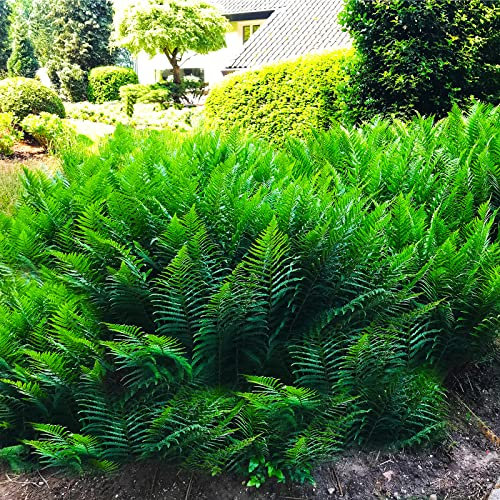 Matteuccia struthiopteris/Europäischer Straußenfarn