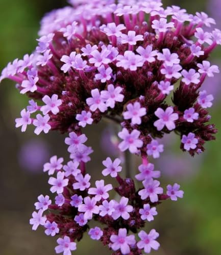 BALDUR Garten 15x Argentinisches Eisenkraut, Pflanzen im 9x9 cm-Topf | Verbena bonariensis, winterharte Staude, mehrjährig, für Standort in der Sonne geeignet, blühend