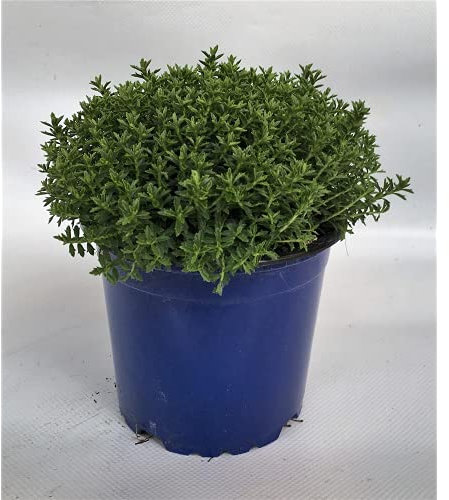 Strauchveronika - Hebe Green Globe - im Topf, in Gärtnerqualität von Blumen Eber - 11 cm