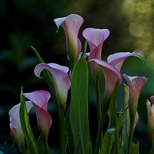4 Pcs Calla Zwiebeln Winterhart Mehrjährig, Geschenke Garten Winterharte Pflanzen Calla Lilien Zwiebeln - Zantedeschia Aethiopica - Geschenke Für Gartenfreunde, Blumen Zimmerpflanzen