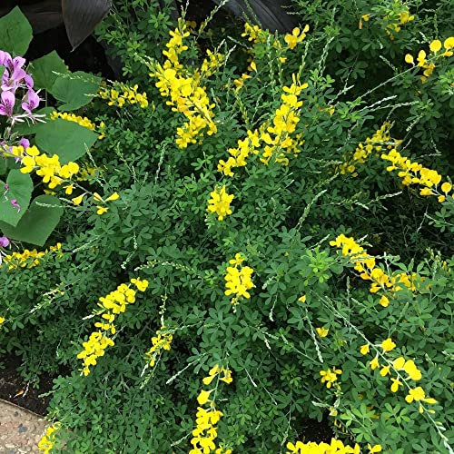 1 PIANTA DI GINESTRA GENISTA SPACHIANA IN VASO 13CM sempreverde