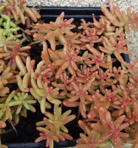 Sedum album/Orpin blanc/Godet/Succulente