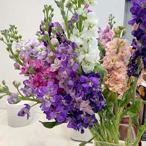 levkojen samen mehrjährig, wildblumensamen mehrjährig winterhart,stauden winterhart mehrjährig blumenstauden winterhart,schnellwachsende kletterpflanzen blumensamen 250pcs