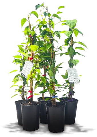 Kiwiri's Kiwibeeren Quintett - 5 Kiwipflanzen (Actinidia arguta) männlich und weiblich - Mini Kiwi - Sortengarantie direkt vom Züchter - Selbstfruchtendes Set