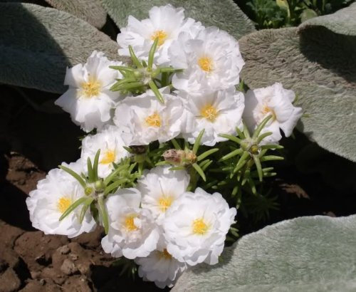 100 WHITE Portulakröschen/MOSS ROSE Blumensamen * Comb S/H