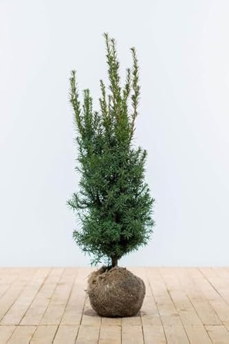 Eiben ‚Hicksii‘ – Taxus media – Heckenpflanze – Auswahl der Höhe 60–200 cm – immergrün & kompakt – ideal für dichte Hecken und Sichtschutz (Variante 80-100cm)