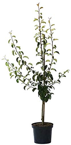 Birnenbaum Novemberbirne, Novembra robuste Spätherbst- Birne, Buschbaum im 10 Liter Topf, Quitte A