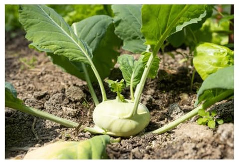 Sachet de graines de Chou rave Superschmelz-1g - LES GRAINES BOCQUET