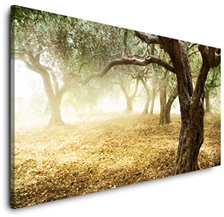 alter Olivenhain 120x 60cm Panorama Leinwand Bild XXL Format Wandbilder Wohnzimmer Wohnung Deko Kunstdrucke