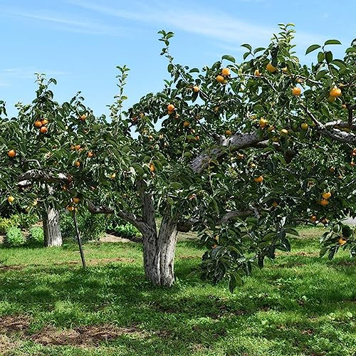 50 Stücke Kakibaum Winterhart Kaufen - Kaki Baum Pflanze - Gartendeko Für Draußen, (Diospyros Kaki) Pflanzen Anzucht, Bio Saatgut Seltene Pflanzen - Bonsai Samen Topfblume Pflanzen,