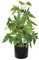 TenWaterloo 61 cm künstliche Marihuana-Pflanze, Topfpflanze, Cannabis-Pflanze
