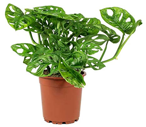 Planta de Moda Monstera Obliqua Planta de Interior Natural