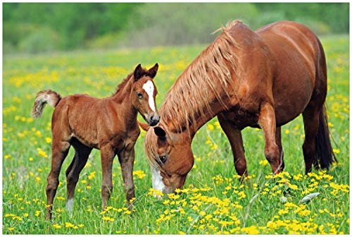 Wallario Poster - Pferde auf der Koppel in Premiumqualität, Größe: 61 x 91,5 cm (Maxiposter)